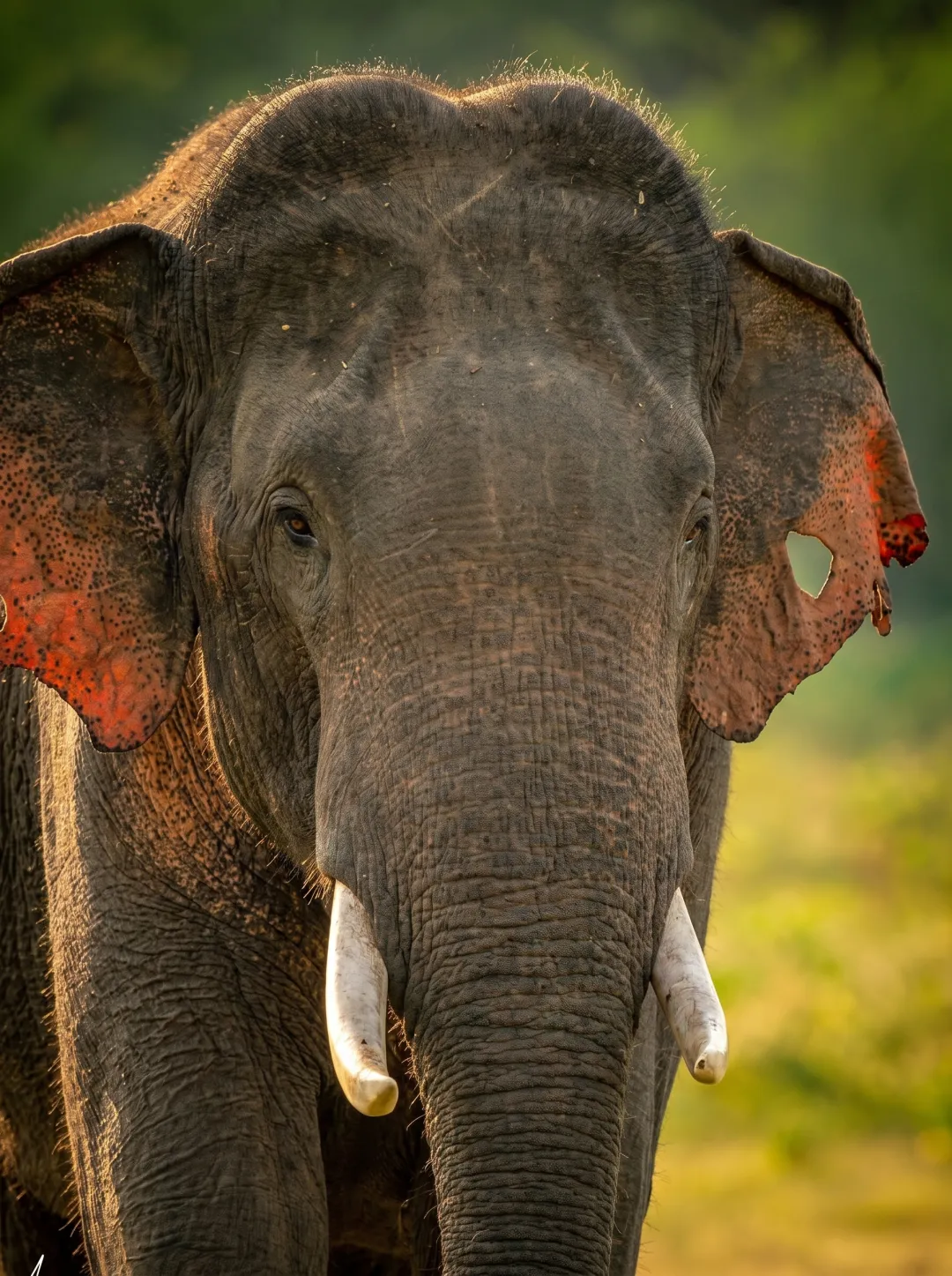 Wild Asian Elephants on Udawalawe Safari Tour