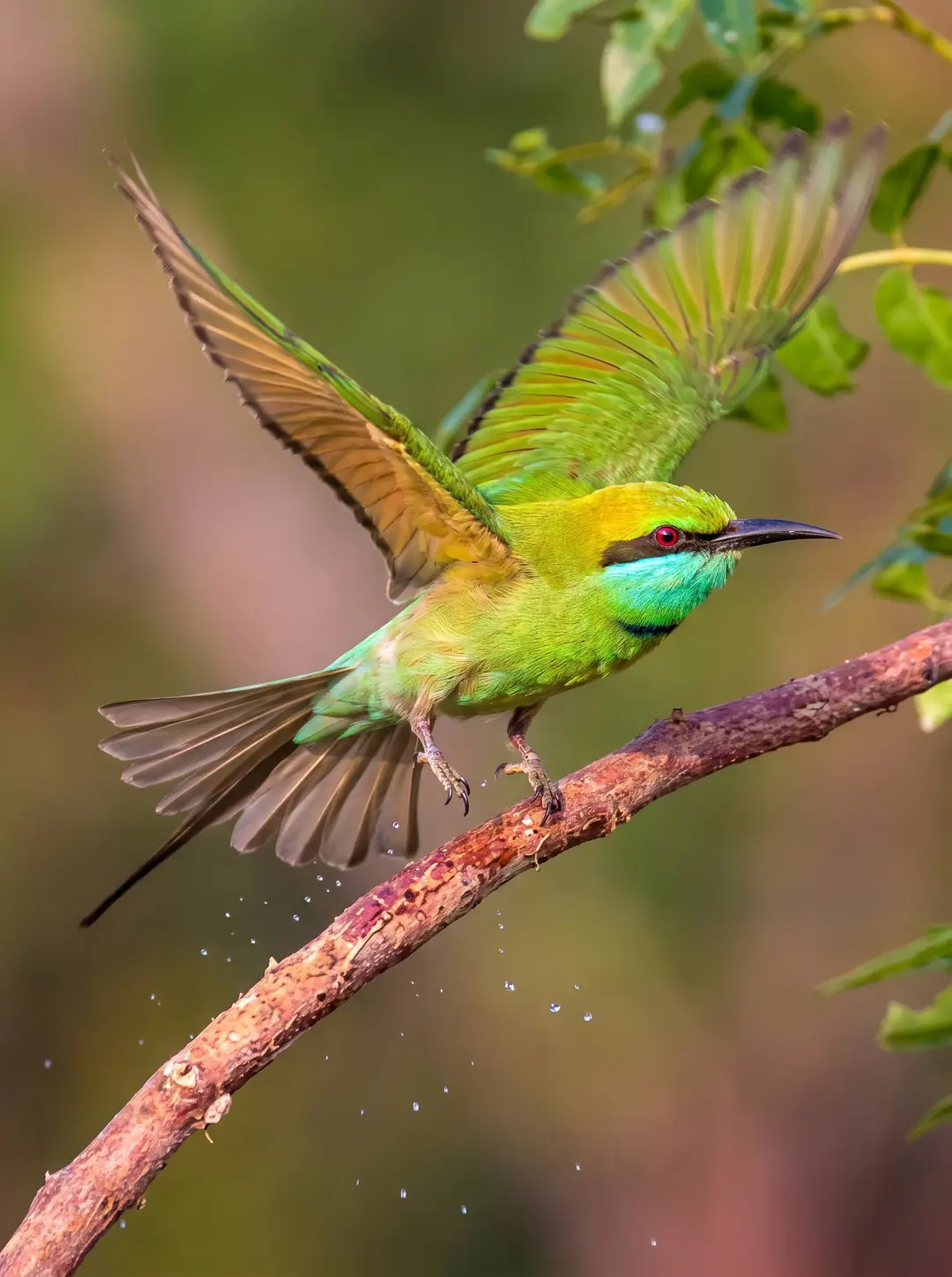 Diverse Endemic Birdlife in Udawalawe National Park