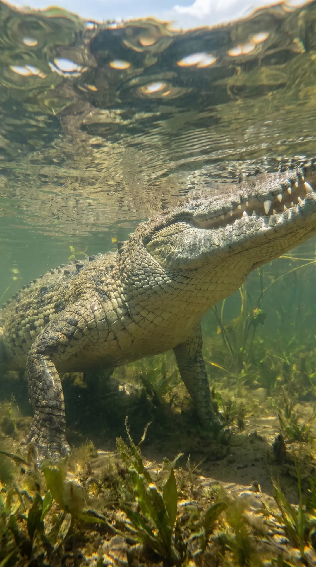 Mugger Crocodiles in Udawalawe wetlands