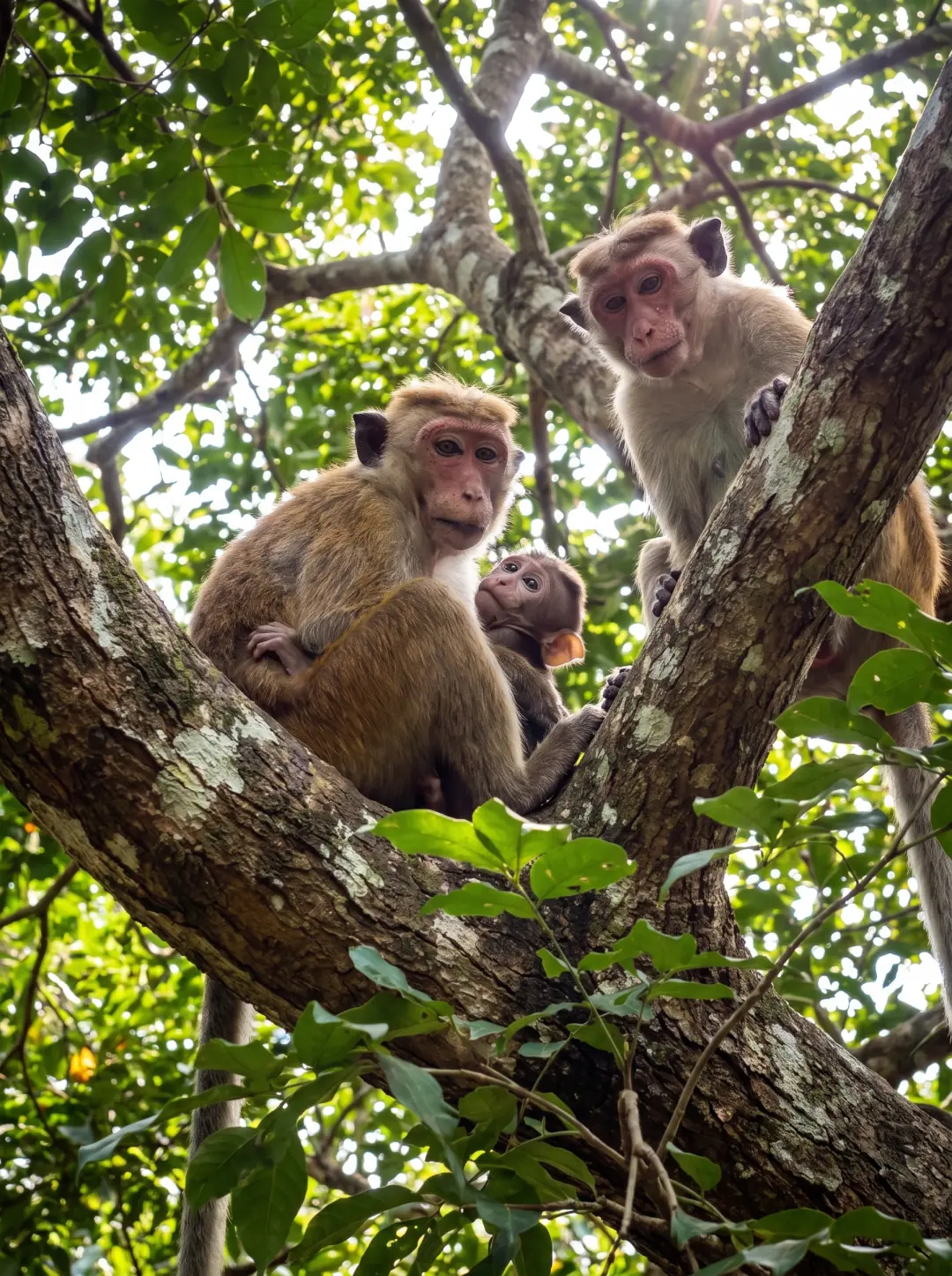 Native Mammals and Wildlife in Sri Lanka Safari