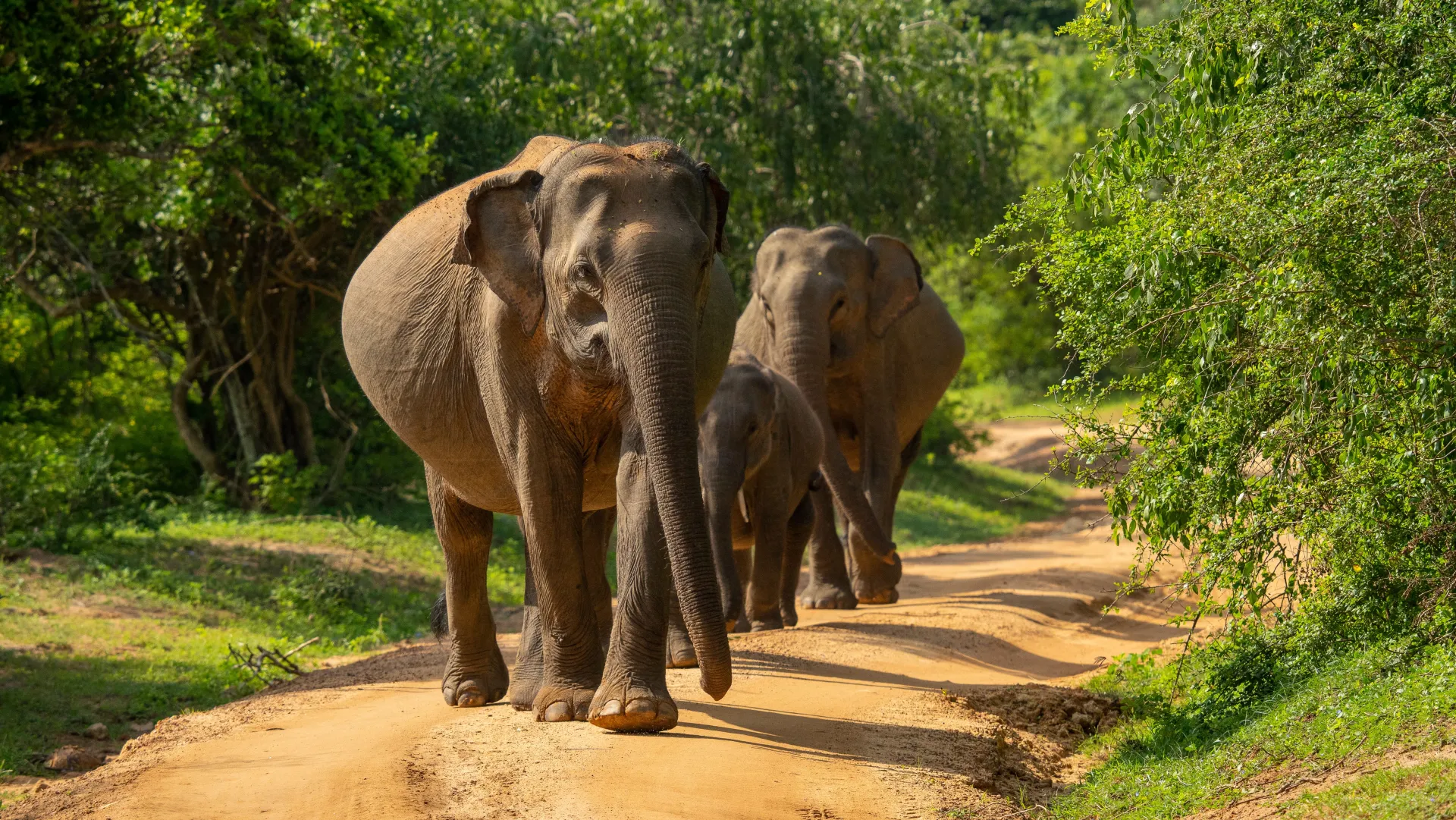 Wild elephants on a Udawalawe Safari Tour in Sri Lanka