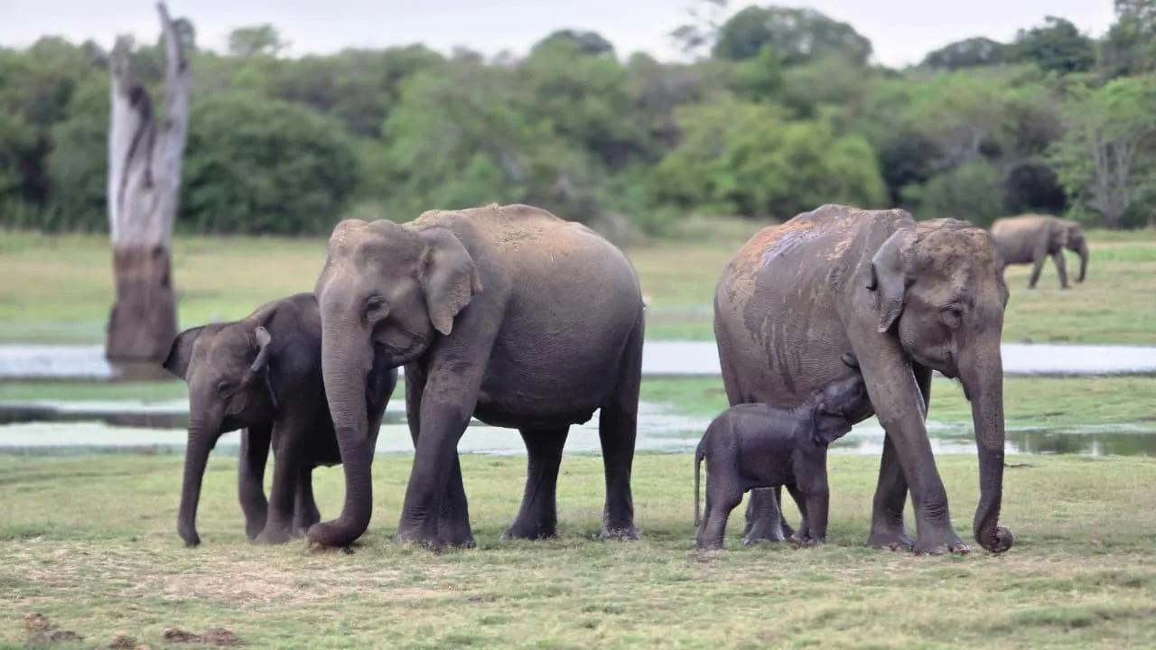 Full Day Udawalawe Safari Tour wilderness experience
