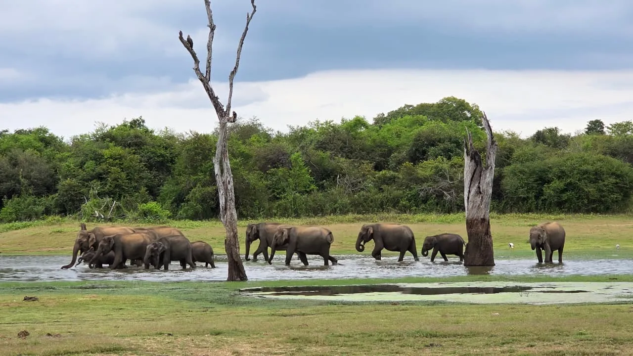 Afternoon Udawalawe Safari Tour at golden hour