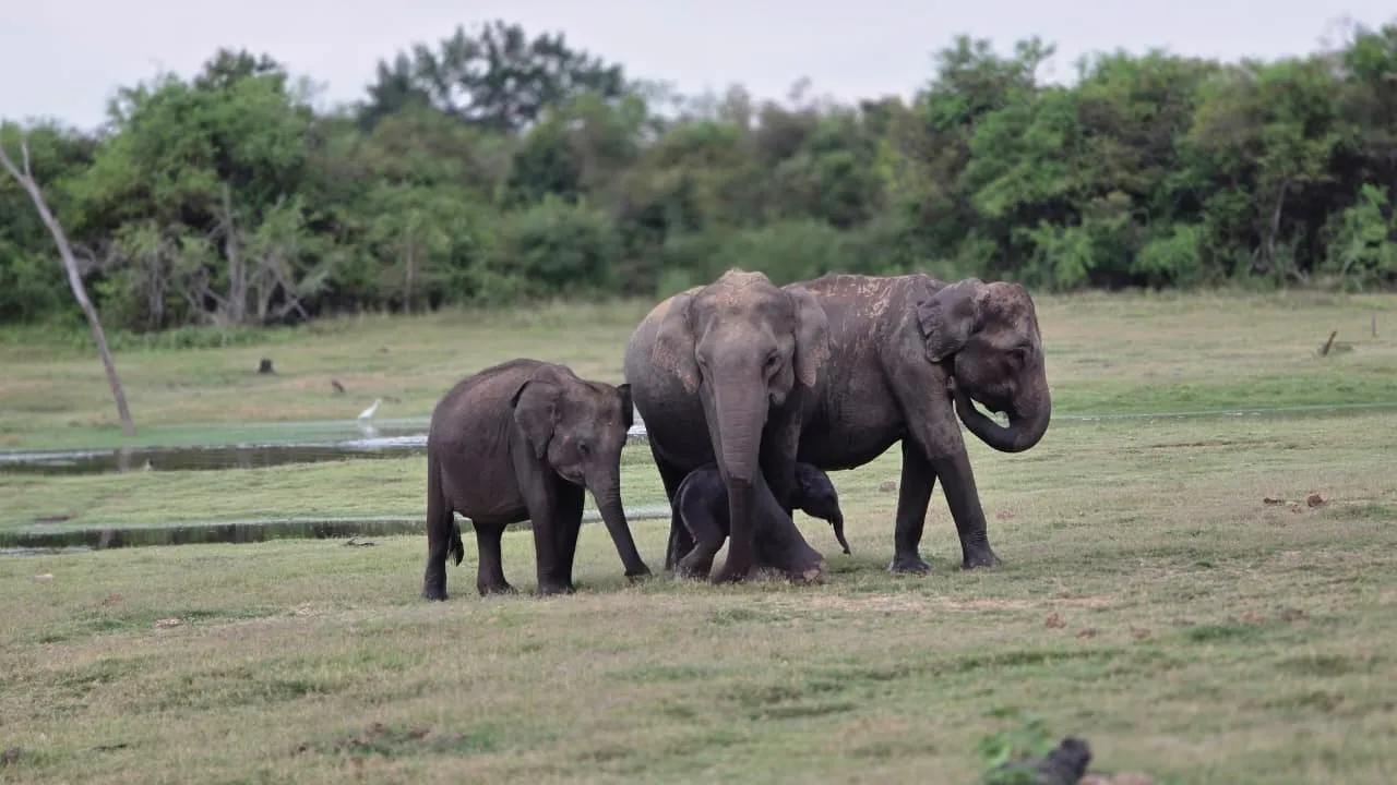 Amazing Wildlife Experience Amazing Wildlife Experience Sri Lanka